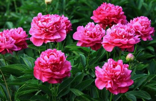 ��ҩ��ֲ����������ע������,Ϊʲô���ﲻ������ҩ��ˮ���ɴ�˵