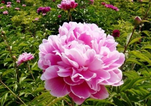 ��ҩ��ֲ����������ע������,Ϊʲô���ﲻ������ҩ��ˮ���ɴ�˵