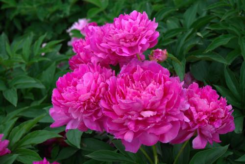 ��ҩ��ֲ����������ע������,Ϊʲô���ﲻ������ҩ��ˮ���ɴ�˵