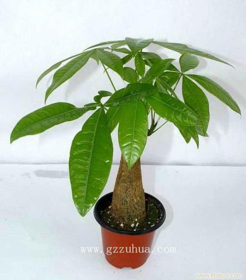 ����������ֳ������ע������,������Ҷ�ӷ�����ô����ȷ���ͼ��