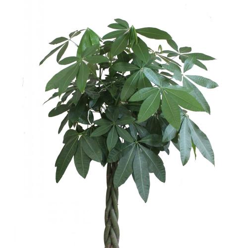 ����������ֳ������ע������,������Ҷ�ӷ�����ô����ȷ���ͼ��