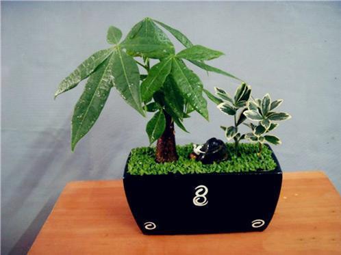 ����������ֳ������ע������,������Ҷ�ӷ�����ô����ȷ���ͼ��