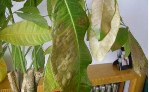 发财树的养殖方法和注意事项,发财树叶子发黄怎么办挽救方法图解