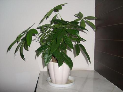 ����������ֳ������ע������,������Ҷ�ӷ�����ô����ȷ���ͼ��