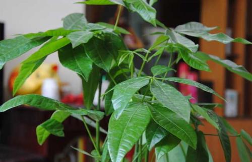 发财树的养殖方法和注意事项,发财树叶子发黄怎么办挽救方法图解