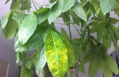 发财树的养殖方法和注意事项,发财树叶子发黄怎么办挽救方法图解