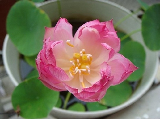 碗莲的种植方法水培视频教程和注意事项 碗莲烂叶片是怎么回事?