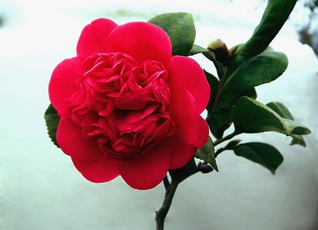 �軨����ֳ������ע���������Է�ֳ���ɸ��� �軨��Ǥ�巽��ͼ��