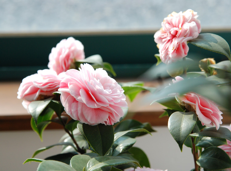 �軨����ֳ������ע���������Է�ֳ���ɸ��� �軨��Ǥ�巽��ͼ��