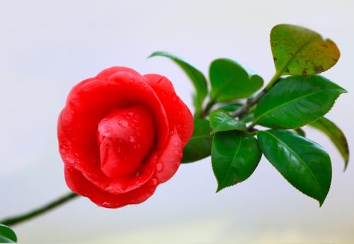 �軨����ֳ������ע���������Է�ֳ���ɸ��� �軨��Ǥ�巽��ͼ��