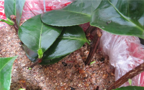 �軨����ֳ������ע���������Է�ֳ���ɸ��� �軨��Ǥ�巽��ͼ��