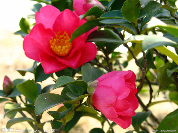 �軨����ֳ������ע���������Է�ֳ���ɸ��� �軨��Ǥ�巽��ͼ��