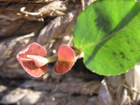 �軨����ֳ������ע���������Է�ֳ���ɸ��� �軨��Ǥ�巽��ͼ��