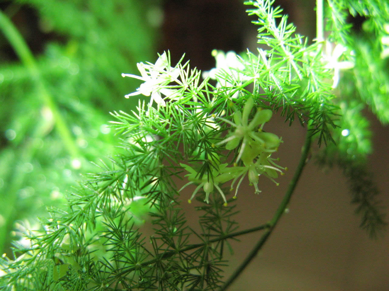 �������ֳ������ע������޼�����ͼ�� ����Ҷ�ӷ�����ô����