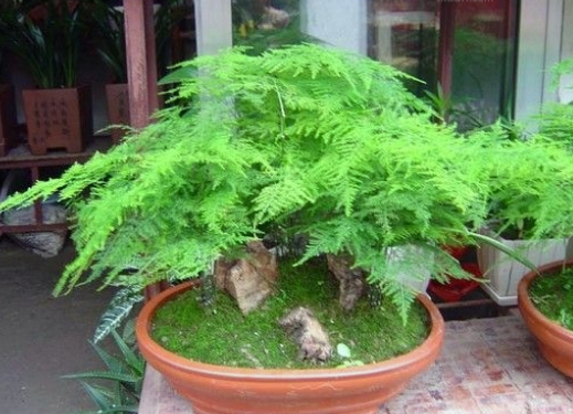 �������ֳ������ע������޼�����ͼ�� ����Ҷ�ӷ�����ô����