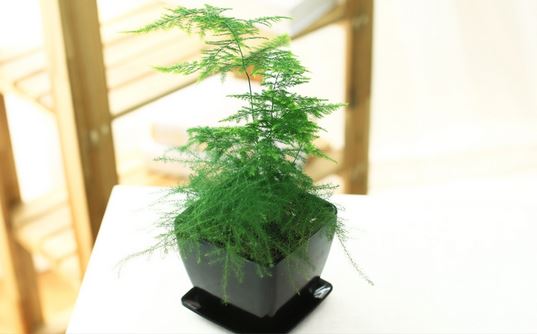 �������ֳ������ע������޼�����ͼ�� ����Ҷ�ӷ�����ô����