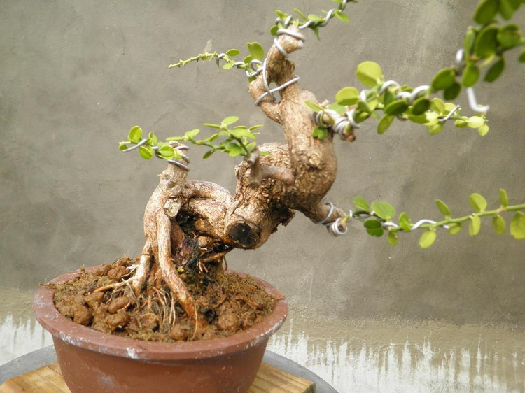 �辰����������Ƶ�̳̳�ѧ�������� �����辰��������������ͼ��