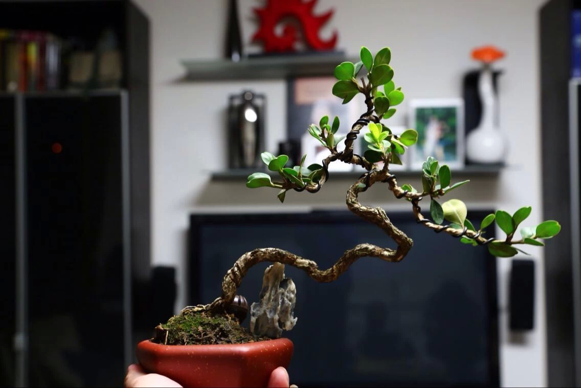 �辰����������Ƶ�̳̳�ѧ�������� �����辰��������������ͼ��