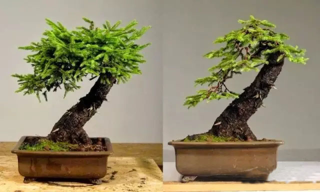 盆景制作入门视频教程初学制作三忌 几种盆景的制作方法过程图解