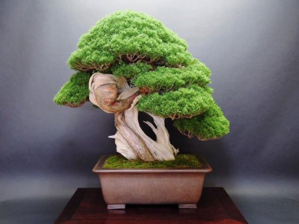 盆景制作入门视频教程初学制作三忌 几种盆景的制作方法过程图解