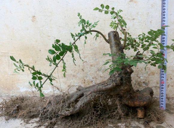 盆景制作入门视频教程初学制作三忌 几种盆景的制作方法过程图解