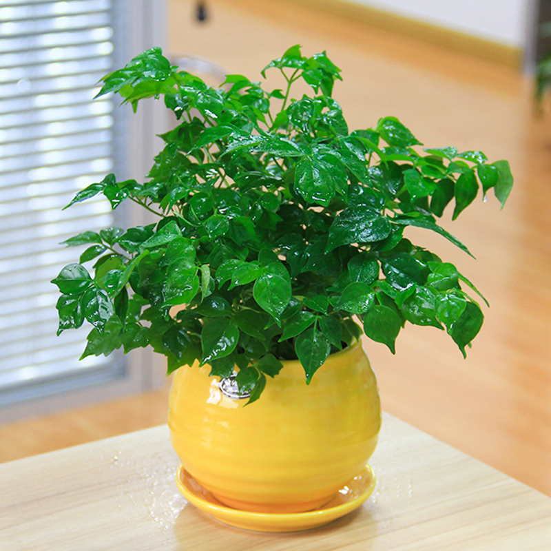 �辰����ֳ������ע�����ǰ�� �辰Ҷ�Ӿ�����ʲôԭ�������