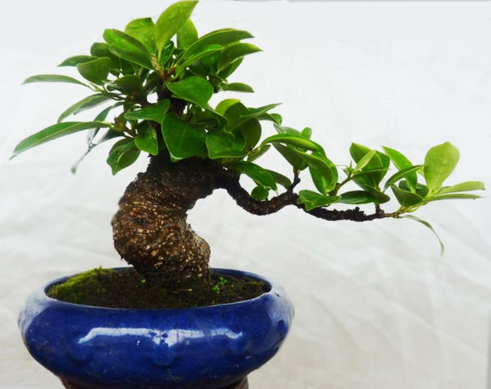 �辰����ֳ������ע�����ǰ�� �辰Ҷ�Ӿ�����ʲôԭ�������