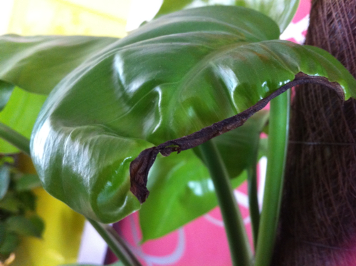 �辰����ֳ������ע�����ǰ�� �辰Ҷ�Ӿ�����ʲôԭ�������