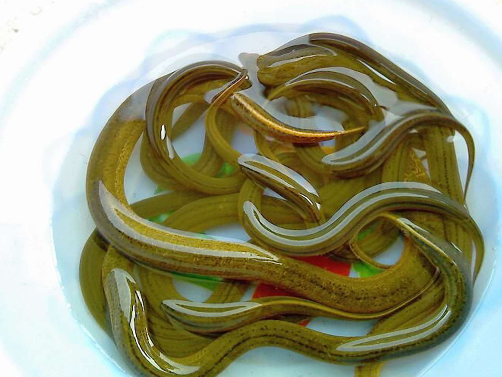 黄鳝鱼的养殖技术视频教程方法利润和成本 为什么黄鳝那么难养殖