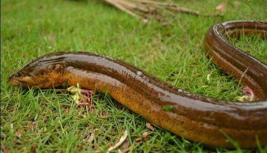 ���������ֳ������Ƶ�̷̳�������ͳɱ� Ϊʲô������ô����ֳ