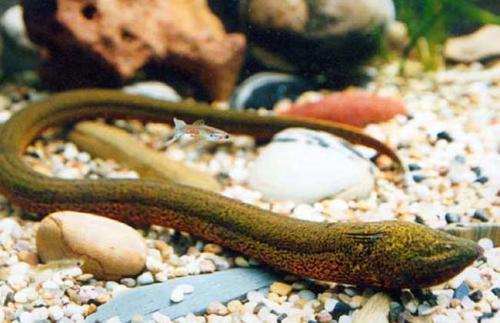 ���������ֳ������Ƶ�̷̳�������ͳɱ� Ϊʲô������ô����ֳ