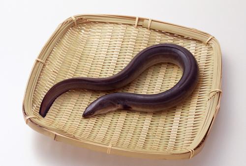 ���������ֳ������Ƶ�̷̳�������ͳɱ� Ϊʲô������ô����ֳ