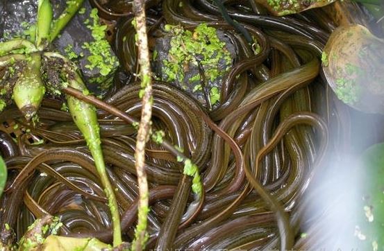 ���������ֳ������Ƶ�̷̳�������ͳɱ� Ϊʲô������ô����ֳ