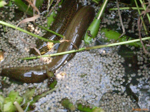 ���������ֳ������Ƶ�̷̳�������ͳɱ� Ϊʲô������ô����ֳ