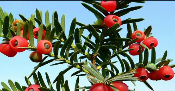 红豆杉最详细的养殖方法和注意事项,红豆杉种子价格表功效与作用