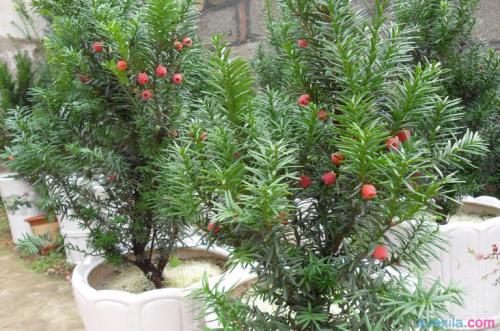 红豆杉最详细的养殖方法和注意事项,红豆杉种子价格表功效与作用