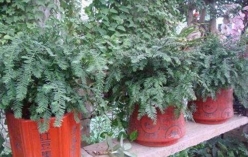 红豆杉最详细的养殖方法和注意事项,红豆杉种子价格表功效与作用