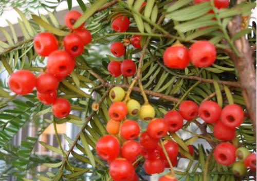 �춹ɼ����ϸ����ֳ������ע������,�춹ɼ���Ӽ۸����Ч������