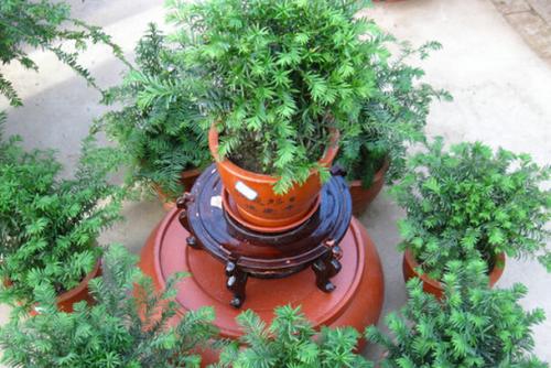 �춹ɼ����ϸ����ֳ������ע������,�춹ɼ���Ӽ۸����Ч������