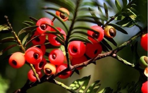 �춹ɼ����ϸ����ֳ������ע������,�춹ɼ���Ӽ۸����Ч������