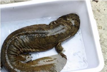 ˹ֳΥҪʲô֤?ֳ¼۸