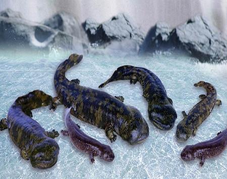 人工养殖娃娃鱼违法吗要什么证件?娃娃鱼养殖技术鱼苗最新价格表