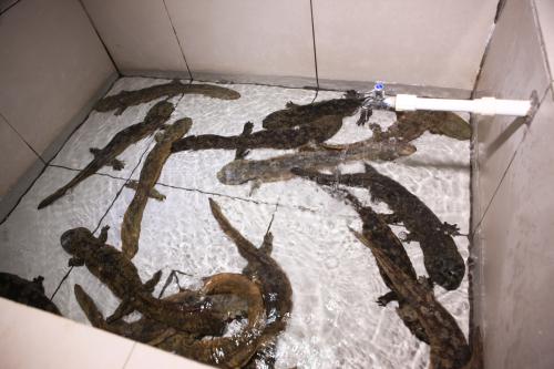 人工养殖娃娃鱼违法吗要什么证件?娃娃鱼养殖技术鱼苗最新价格表