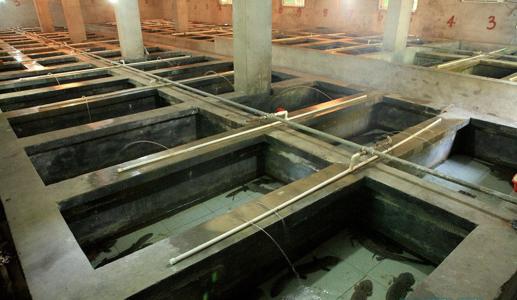 人工养殖娃娃鱼违法吗要什么证件?娃娃鱼养殖技术鱼苗最新价格表