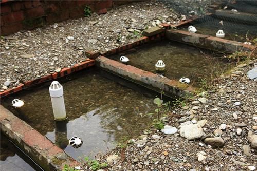 人工养殖娃娃鱼违法吗要什么证件?娃娃鱼养殖技术鱼苗最新价格表