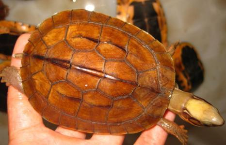 养殖金钱龟赚钱吗多少钱一只价格?揭秘养殖金钱龟的骗局案例分析