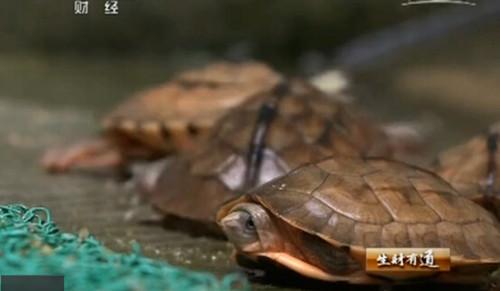 养殖金钱龟赚钱吗多少钱一只价格?揭秘养殖金钱龟的骗局案例分析
