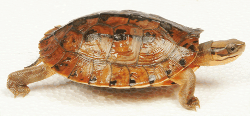 养殖金钱龟赚钱吗多少钱一只价格?揭秘养殖金钱龟的骗局案例分析