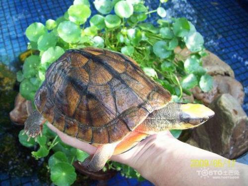 养殖金钱龟赚钱吗多少钱一只价格?揭秘养殖金钱龟的骗局案例分析