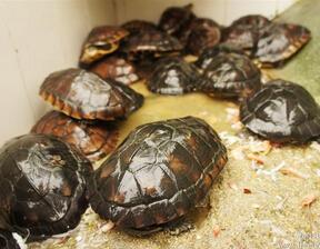 养殖金钱龟赚钱吗多少钱一只价格?揭秘养殖金钱龟的骗局案例分析